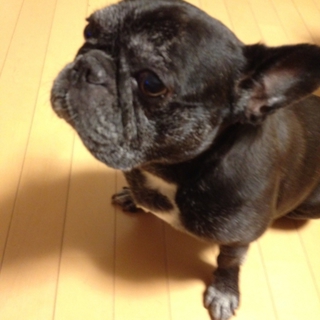 フレンチブルのニキです