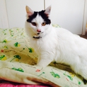 里親募集☆8ヶ月の猫ちゃん♪