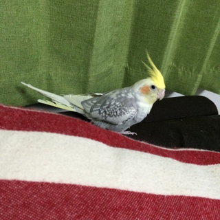 オカメインコ　シナモン