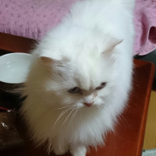 マイペース ペルシャ猫モモちゃん