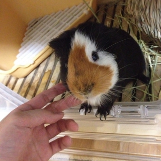 2歳のモルモット譲ります