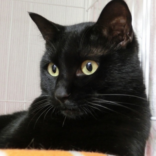 お人よし黒猫「ジロー」（仮名）
