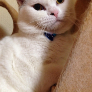 立ち耳スコッティッシュ♂