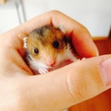 ゴールデンハムスターの赤ちゃん