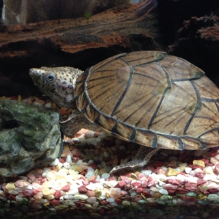 カブトニオイガメ