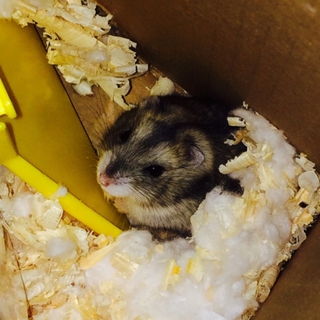 ジャンガリアンハムスター/半歳/雌２匹