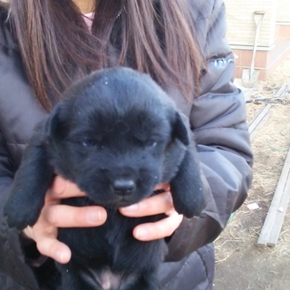 母犬…ゴールデンレトリバー