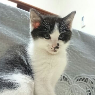 黒白柄の男の子の飼い主募集中です！
