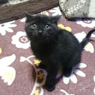 黒猫の男の子の飼い主募集中です！