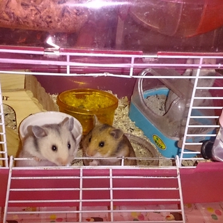 ありがとうございました。
