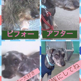 性格の良いシュナウザー♂