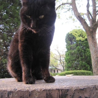 縁起の良い鍵尻尾の黒猫です！