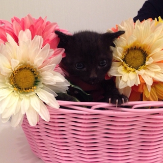 かわいい仔猫　たつや君