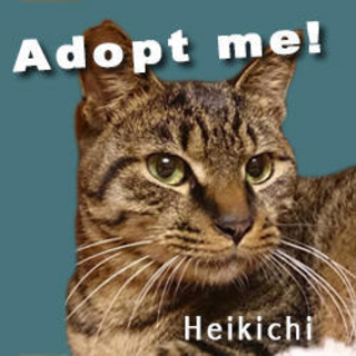 去勢済みのハンサム坊や