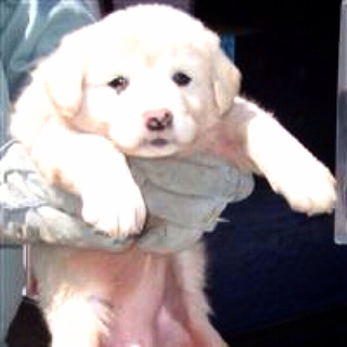 薄茶mix子犬の女の子