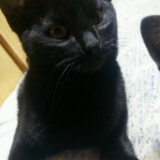 猫ちゃんの里親募集中