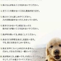 素敵な飼い主様が見つかりました！
