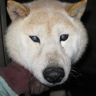 期限切迫！！柴犬老犬です、家族に迎えて下さい