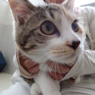 里親様が決定致しました