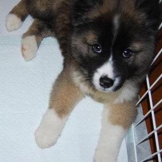 まるまるフワフワ　人も犬も大好き！ゆうたくん
