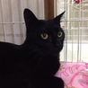 イケメンの黒猫　2歳 サムネイル2