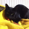 イケメンの黒猫　2歳 サムネイル7