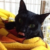イケメンの黒猫　2歳 サムネイル6