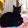 イケメンの黒猫　2歳 サムネイル5