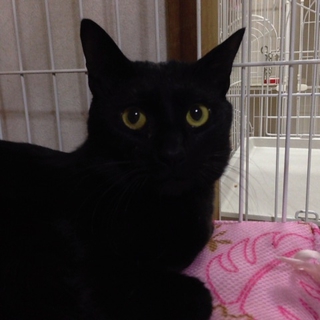 イケメンの黒猫　2歳