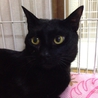 イケメンの黒猫　2歳 サムネイル3