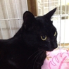イケメンの黒猫　2歳 サムネイル4