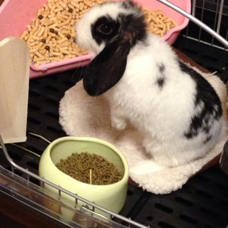 ウサギ ロップイヤーの里親様を募集します。