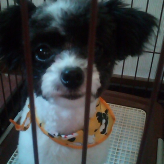 ☆ﾄｲﾌﾟｰ×ﾁﾜﾜの可愛いMIX 犬です☆