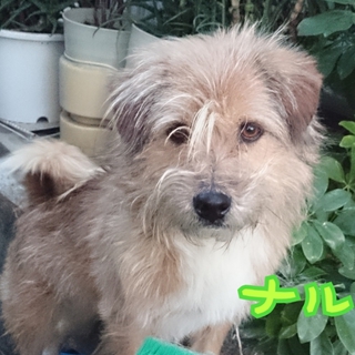 多頭飼育崩壊寸前の愛情不足犬ナルト！
