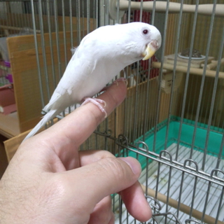 白・ブドウ目　セキセイインコ（♀）　里親様決定