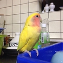 可愛いい小桜インコ♀ 里親決まりました