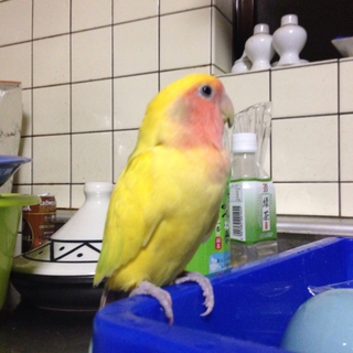 可愛いい小桜インコ♀ 里親決まりました