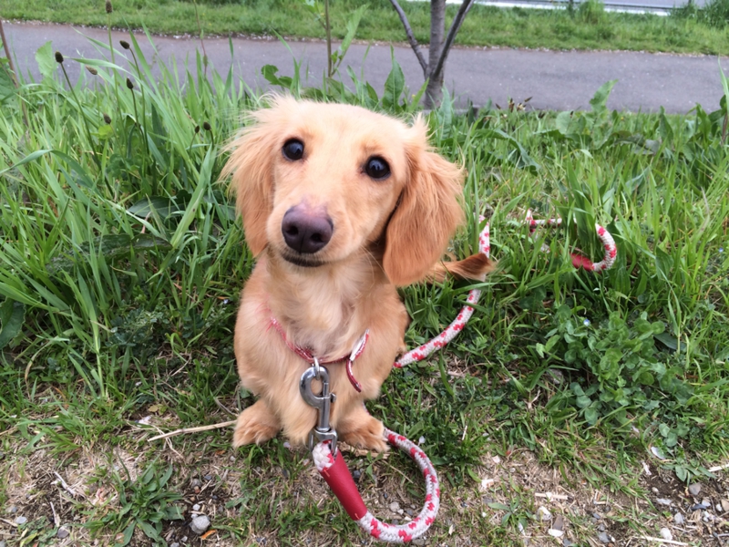 ミニチュアダックス1歳の女の子 埼玉県 犬の里親募集 ペットのおうち 月間利用者150万人