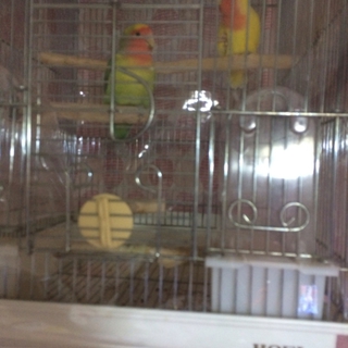 コザクラインコの里親募集！