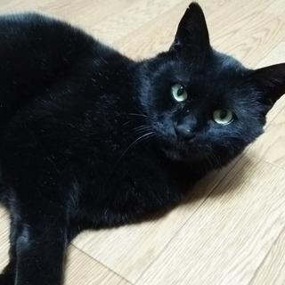 猫の里親を探しています。
