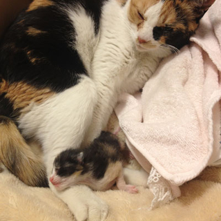 猫の親子（母：2歳、子：生まれたて）の里親様を募集