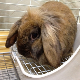 終生飼育をお願いします！