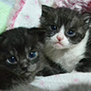 決定しました！：大分：仔猫