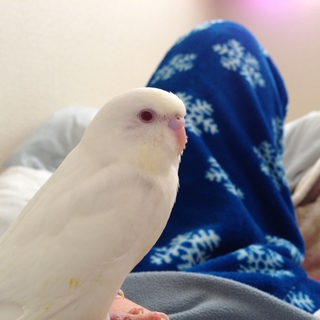 セキセイインコ アルビノ中雛 生後3〜4ヶ月