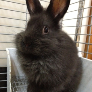 終生飼育をお願いします！