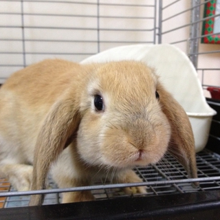 終生飼育をお願いします！