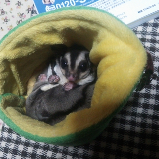フクロモモンガベビー