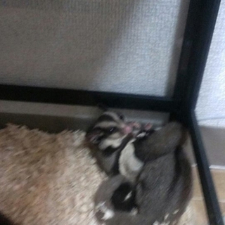 フクロモモンガのぺアです