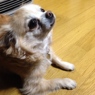 チワワの里親募集中です!!