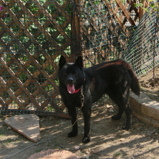 甲斐犬生後10か月里親募集中